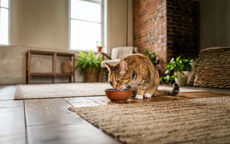 子猫の1日の適切な食事の回数は？